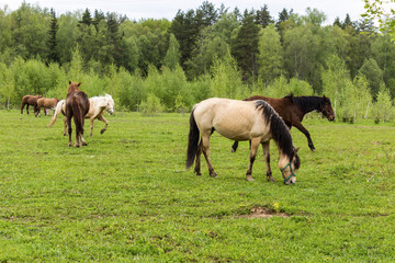 Buckskin horse with black mane ,  and Bay horses grazing in the meadow .A warm summer day in a large pasture near the forest.