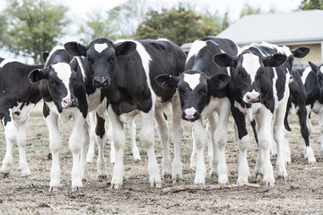 Cow curiosity © jodie777