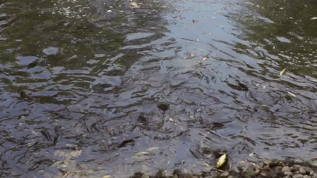 Japanese Carp eating food near shallow end of lagoon