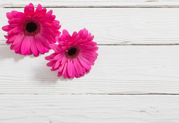 pink gerber on white wooden background