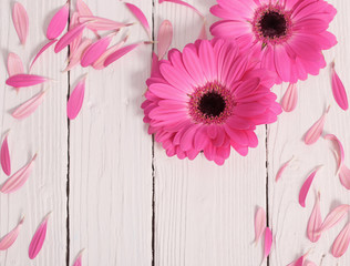 pink gerber on white wooden background