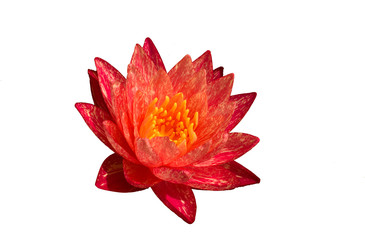 water lily and lotus isolate white background