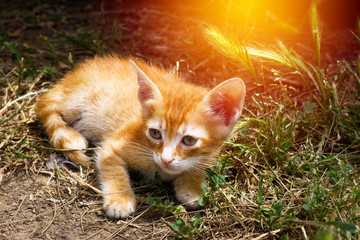 Naklejka na ściany i meble Little cute red kitten with big eye