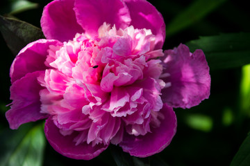 Beautiful peony flower in garden