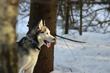  Husky looks thoughtfully