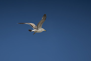 A flying seagull on the sky