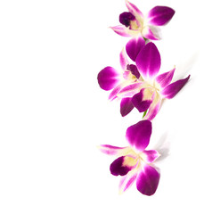 Fototapeta na wymiar Four flowers of orchid isolated on a white background. Selective focus.