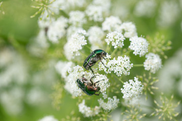 Green beetle on a beautiful white flower