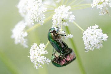 Green beetle on a beautiful white flower
