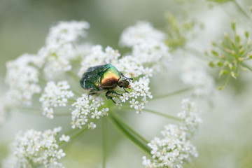 Green beetle on a beautiful white flower