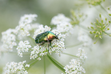 Green beetle on a beautiful white flower