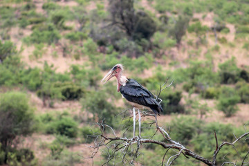 Marabou Stork (Leptoptilos crumenifer)