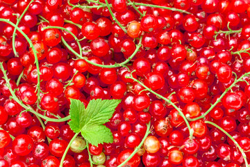 Pattern background of ripe fresh red currant berries.