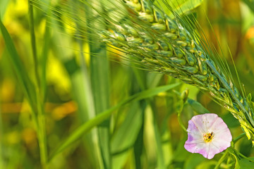 Ackerwinde, Convulvus arvensis mit Gerste