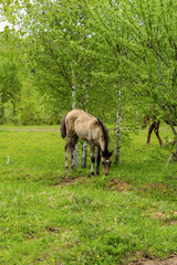 Naklejka na ściany i meble Buckskin foal grazing near the birches .A warm summer day in a large pasture near the forest.