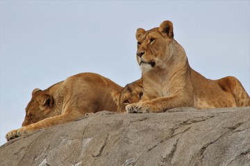 Lions lying on a rock