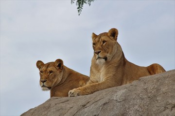 Obraz na płótnie Canvas Lions lying on a rock