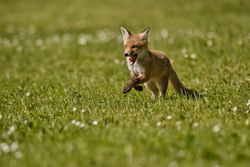 Red Fox, Vulpes vulpes, at european forest. Wildlife scene from Czech Republic. Orange fur coat animal in the nature habitat. Action scene with red fox. Beautiful fox.