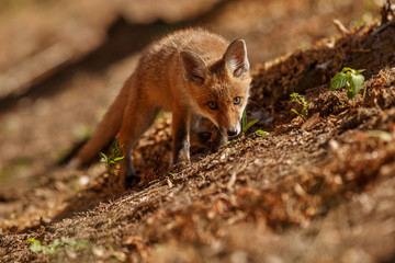 Red Fox, Vulpes vulpes, at european forest. Wildlife scene from Czech Republic. Orange fur coat animal in the nature habitat. Action scene with red fox. Beautiful fox.