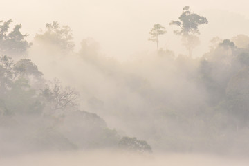 Morning fog in dense tropical rainforest at Hala Bala Wildlife Sanctuary, Misty forest landscape, Thailand