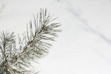 Pine branch in hoarfrost against the background of snow