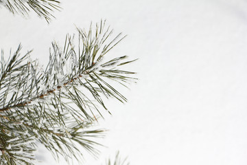 Pine branch in hoarfrost against the background of snow