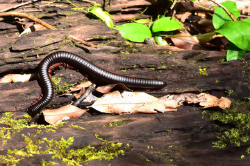 Giant black millipede in tropical rainforest of Thailand