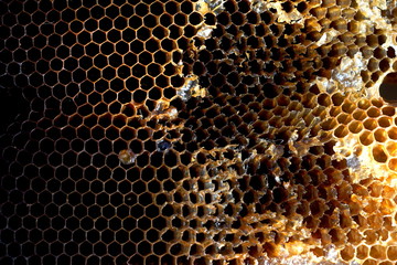 wax and honey, background