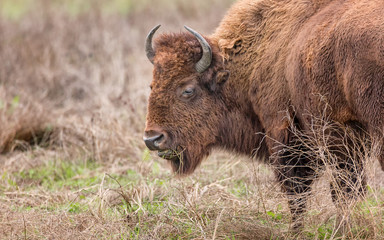 Fototapeta premium Bison Buffalo Portrait