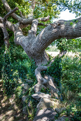 old tortuous oak tree with ivy for concept of history