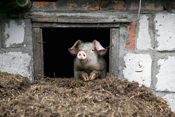 White pig. Looks out the window. Pile of manure.