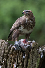 Common Buzzard (Buteo buteo)/Common Buzzard perched on prey in the centre of a forest