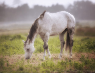 Naklejka na ściany i meble Horse in a Pasture on a Foggy Day Northern California, USA