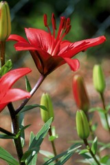 Beautiful red lily in the garden