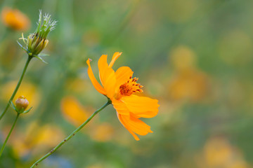 Obraz premium Yellow flowers and sunshine