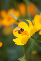 Yellow flowers and sunshine
