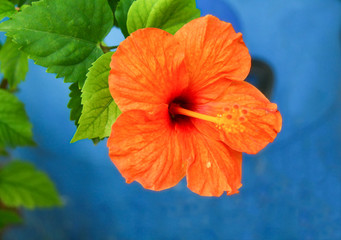 Orange flower and green leaves on blue background