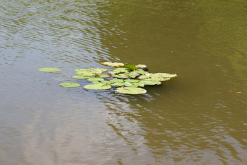 Lotus leaf