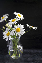 Leucanthemum vulgare in a glass pitcher on a black background.