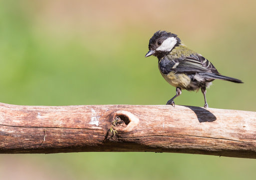 M&eacute;sange charbonni&egrave;re