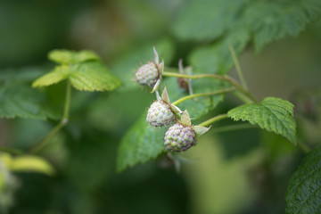 Fruits berries green immature raspberries. Natural background.