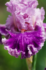 Fototapeta na wymiar irises flowers