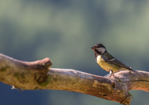 M&eacute;sange charbonni&egrave;re