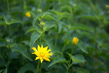 Yellow flower on a green flower bed. Natural background