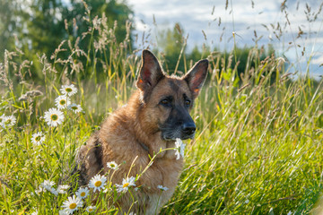 German Shepherd dog posing with daisies