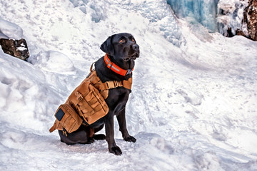 Mountain rescue black young Labrador Retriever dog with life vest during a snowy day. The Labrador is one of the most popular breeds of dog in the United Kingdom and the United States.