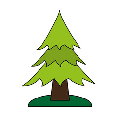 pine tree over white background vector illustration