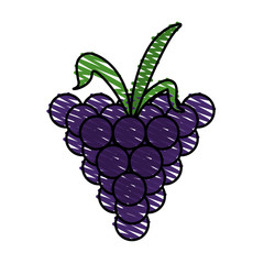 grape doodle over white background vector illustration