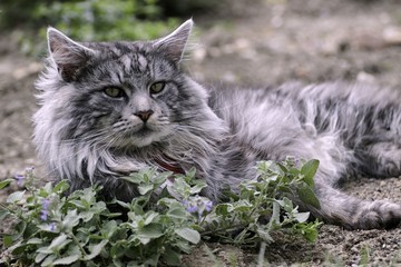 Naklejka na ściany i meble Maine coon cat resting in the garden