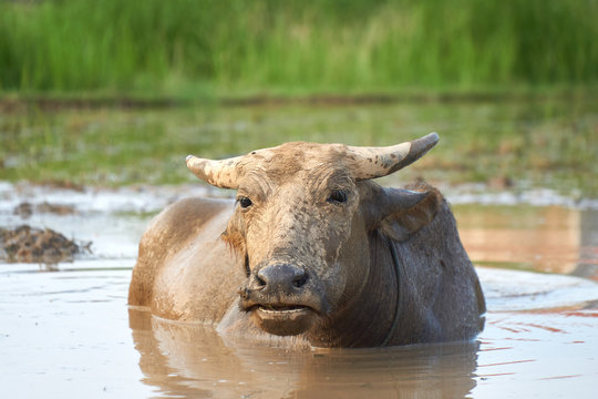 A portrait of a dirty, muddy water buffalo on a rice field in Phong Nha ke bang national Park, Vietnam.
